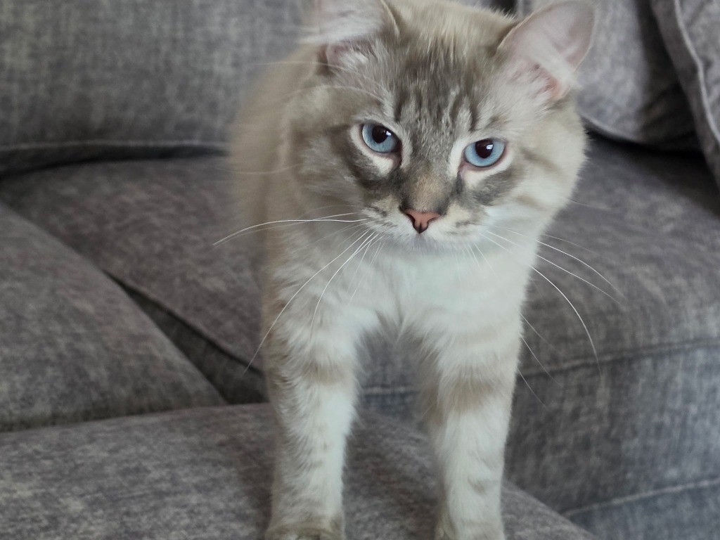 Milo