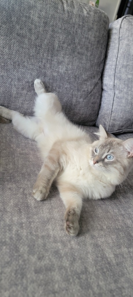 Milo