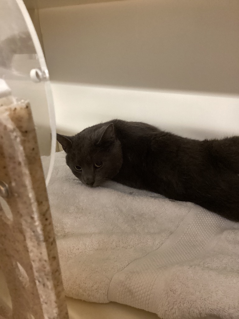 Working Cat: Mr. Gray