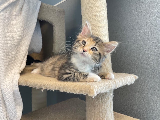 Whimsical Winnie