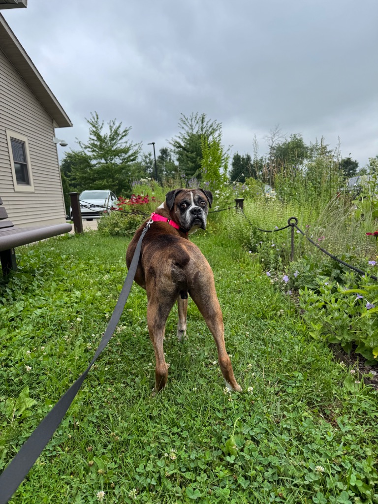 Ali