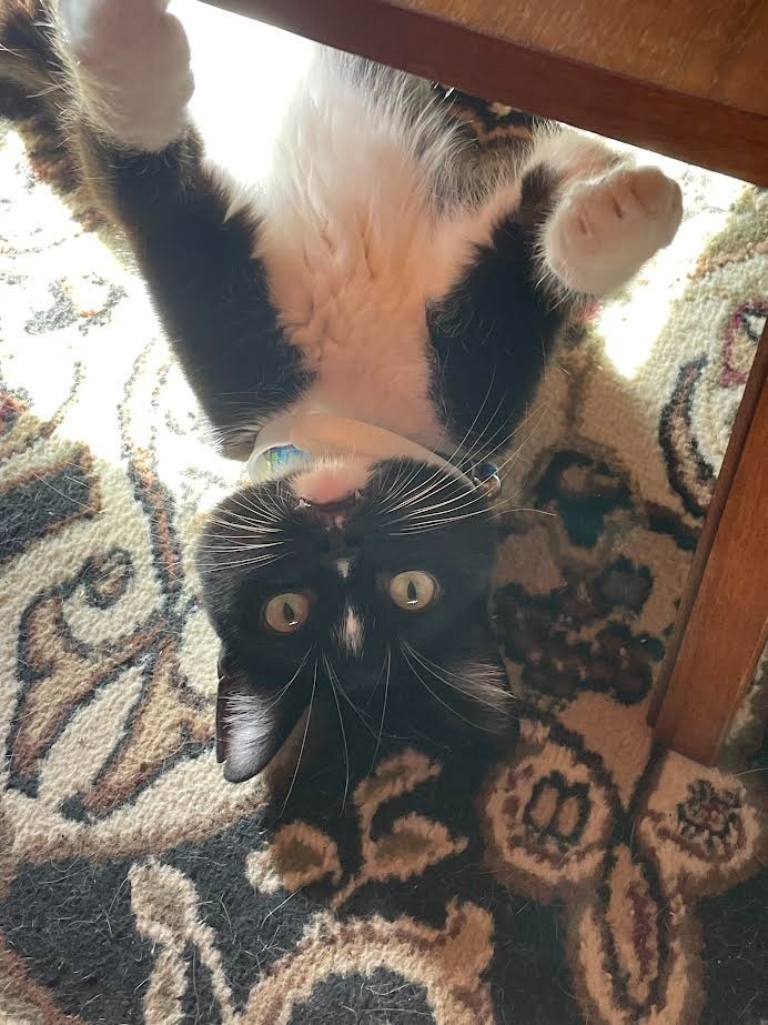 Wilbur