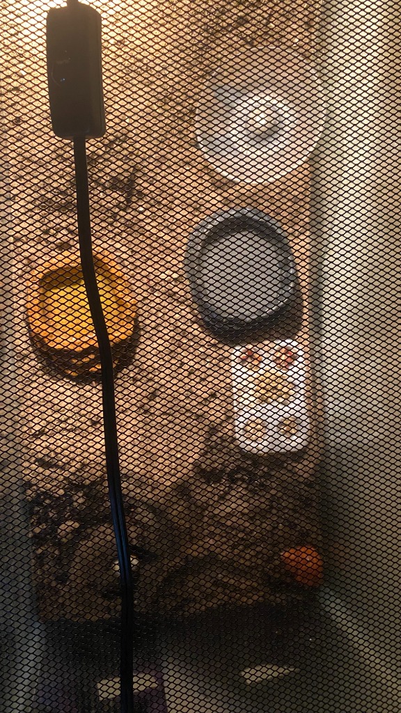 Hermie & Cookie - Hermit Crabs