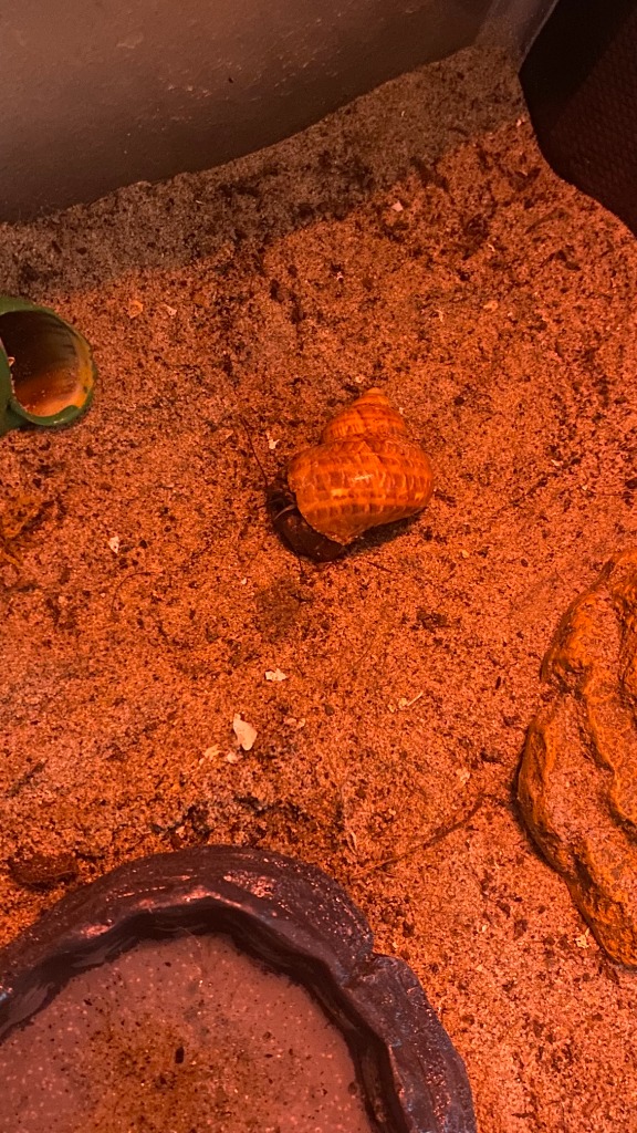 Hermie & Cookie - Hermit Crabs