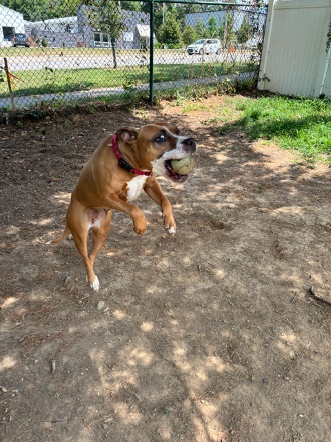 Jade