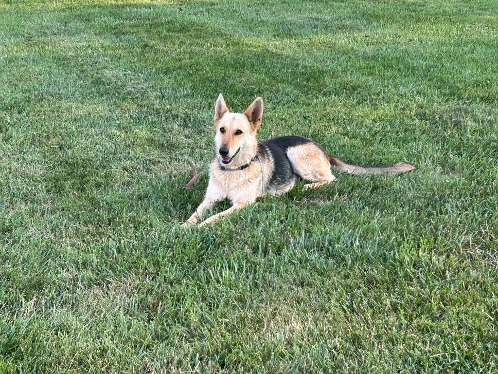 Harper