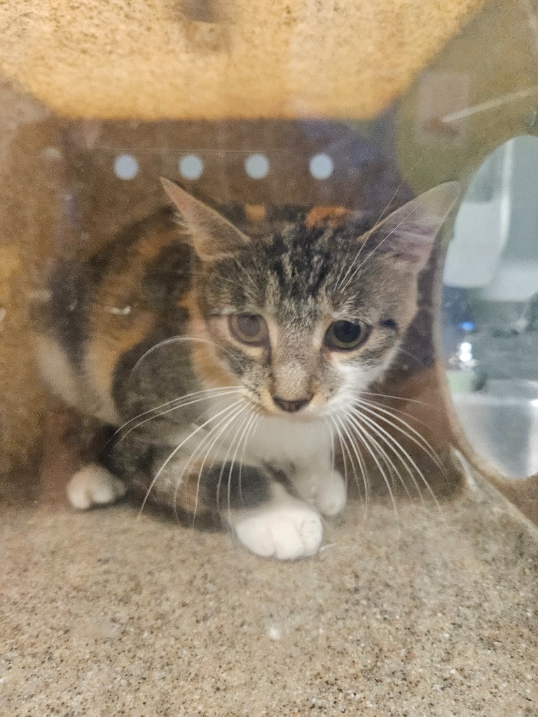 Working Cat: Anastasia