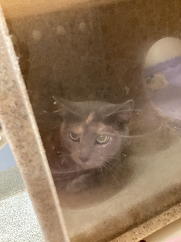 Working Cat: Alyssa