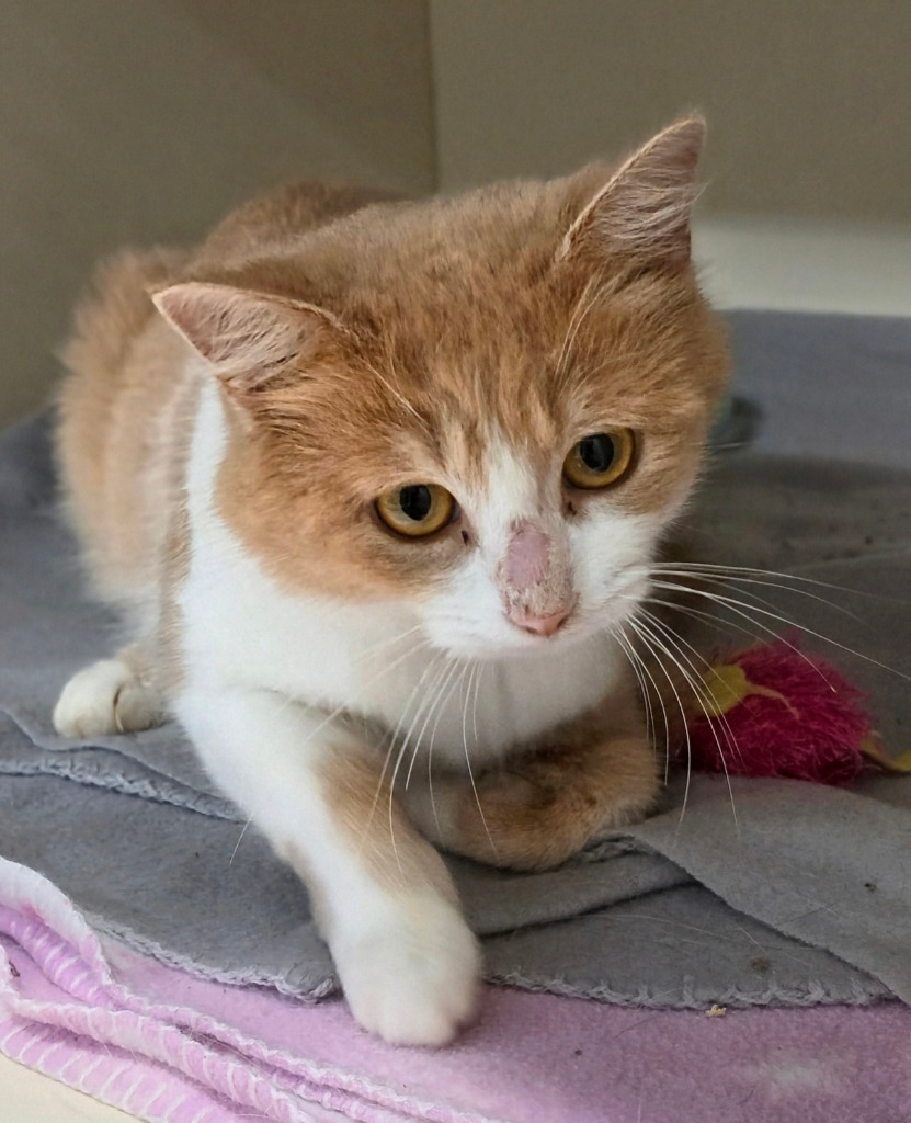 Penelope