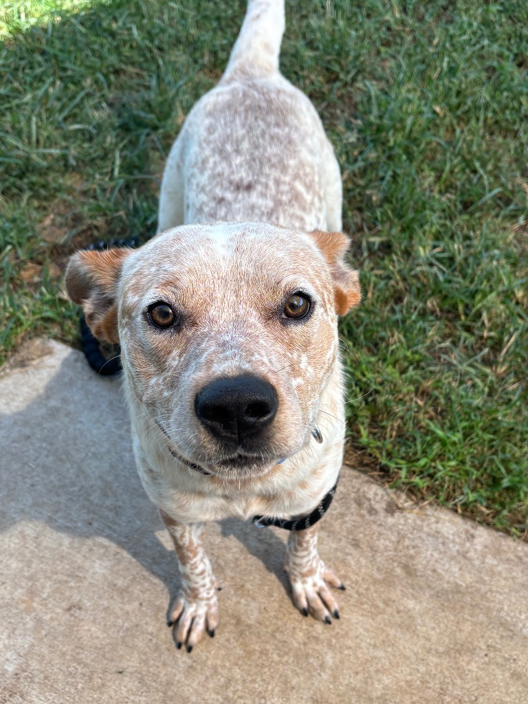 Bubba