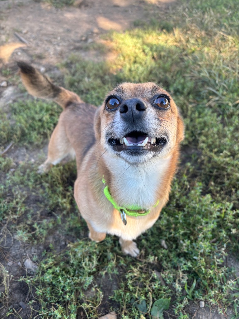 Hal