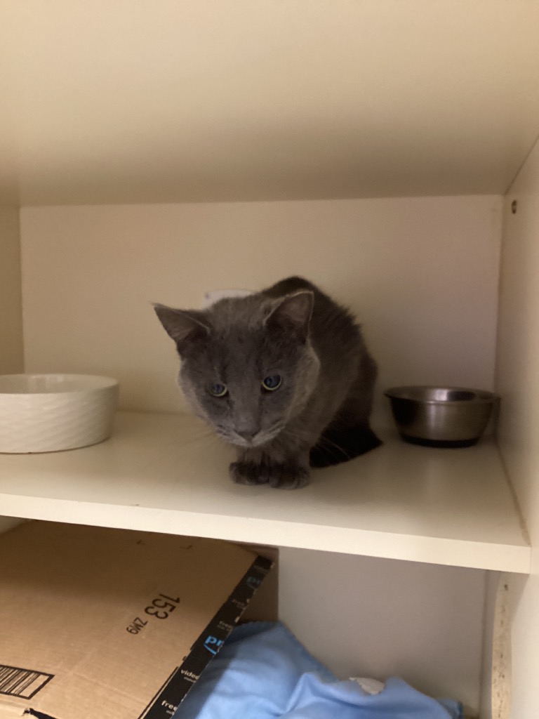 Working Cat: Senior Whappy Pants