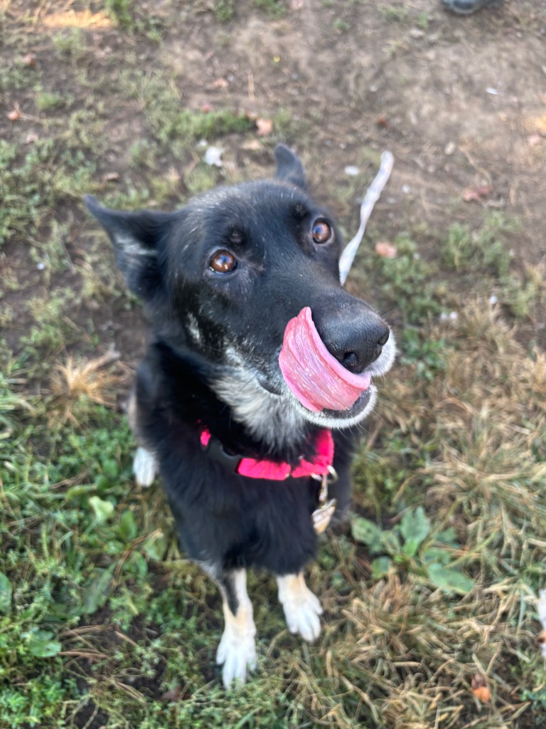 Stella