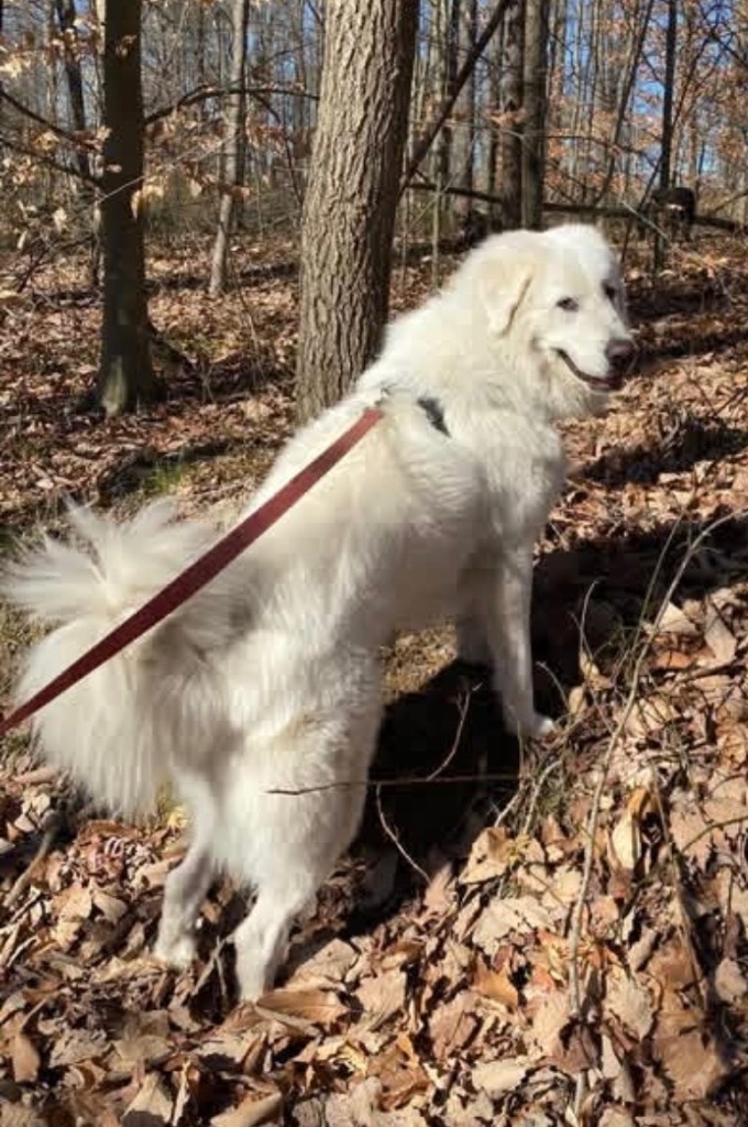 Jasper