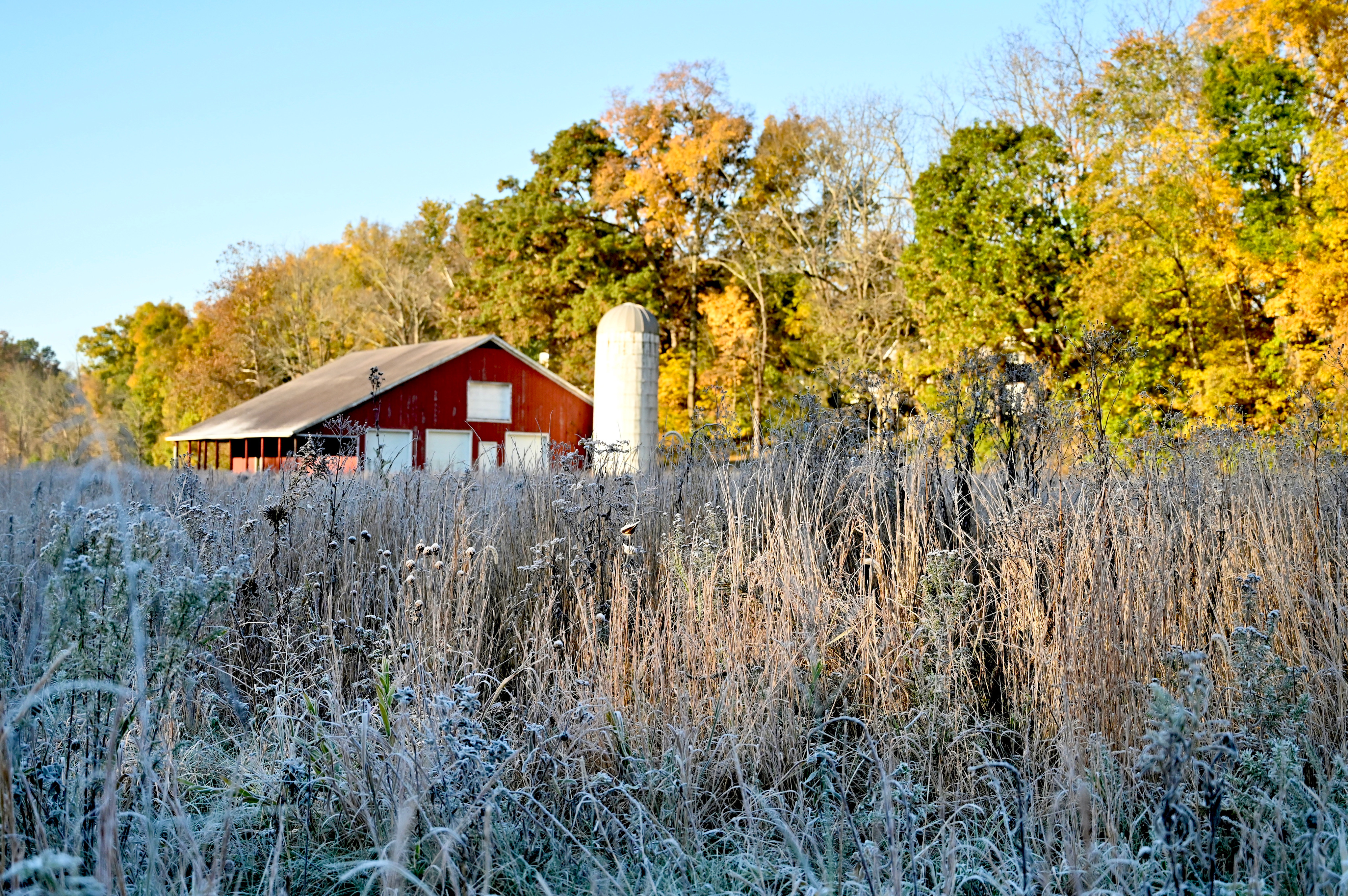A close up image of prairie plants at the Goat Farm Park with a red barn and white silo in the background. 