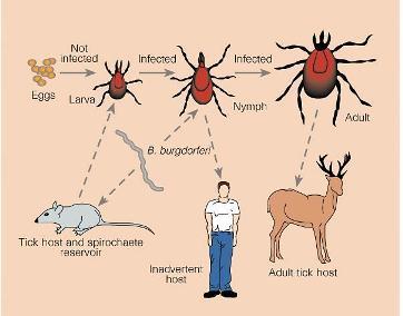 Small rodents, such as mice, are reservoirs for B. burgdorferi. The tick becomes infected from feeding on a mouse and remains infected as it changes to nymph and then adult.