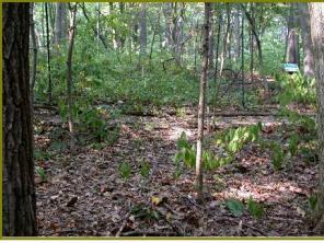 Deer heavily browsed the understory in the foreground in contrast to the exclosure in the background. (Credit: Angie Shelton)