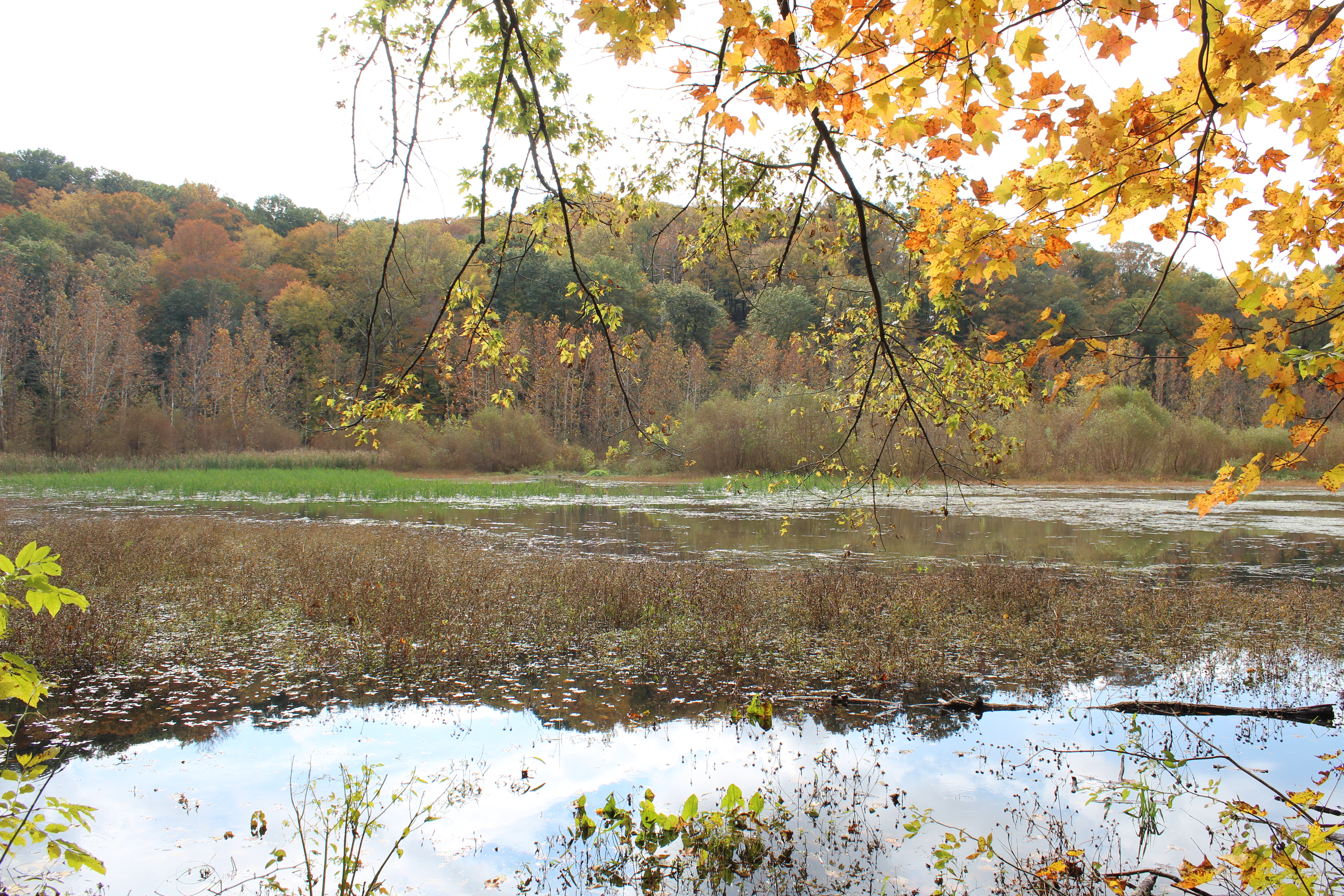 Griffy lake