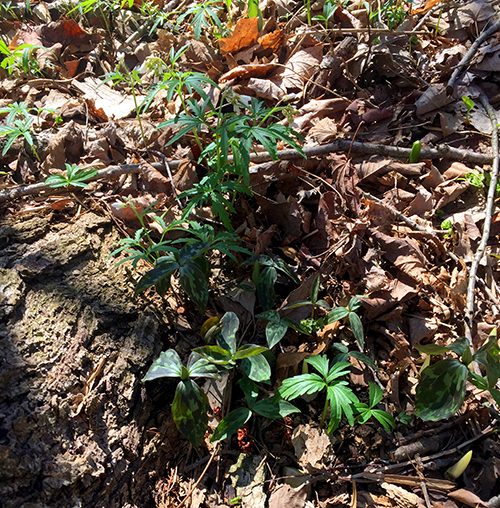 Spring wildflowers on the hardwood forest floor