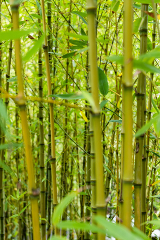 Yellow Bamboo