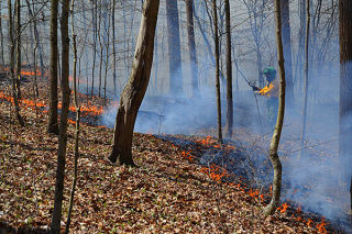 Ground fire through dead leaves in hardwood forest at Griffy Lake in spring 2020