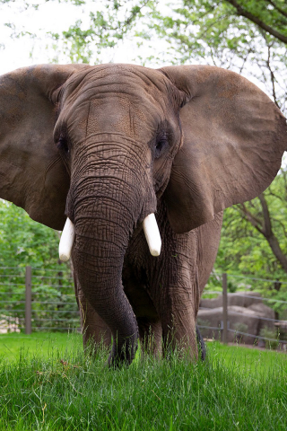 Elephant from Indy Zoo