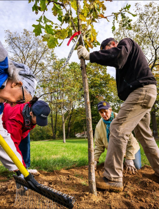 Fall tree planting