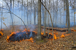 Griffy Lake prescribed fire burning leaves in hardwood forest