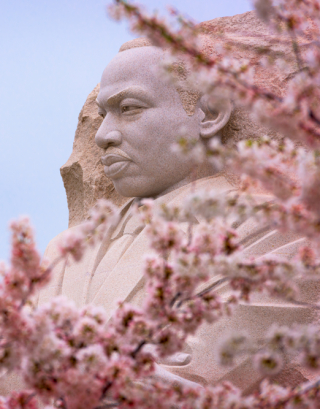 MLK monument with pink cherry blossoms in foreground