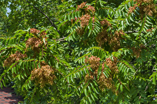 Tree of Heaven is invasive in Indiana, and is a known host plant for Spotted Lanternfly