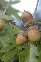 White oak leaves and acorns