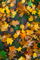 Fall leaves in orange, brown, red and green laying on top of green grass