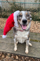 A dog with its tongue out sitting on a gray bench wearing a santa hat.