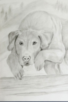 Pencil drawing of a lab-like dog jumping over a log