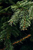 Macro view of pine needles on a live tree