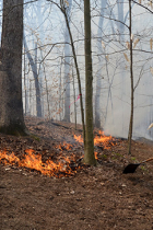 Habitat Solutions staff work a fire line during a prescribed burn at Griffy Lake in March 2020.