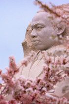 MLK Monument in Washington D.C. surrounded by cherry blossoms