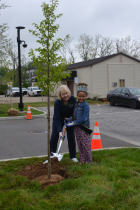 Deputy Mayor Mary Catherine Carmichael planting tree with with assistance from Little Miss USA Pure International Anurika Enyiaku