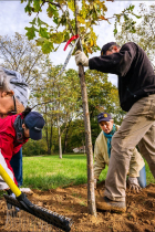 Fall tree planting