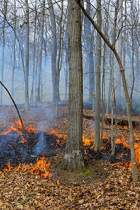 Griffy Lake prescribed fire burning leaves in hardwood forest