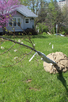 Street tree ready to be planted along a city street