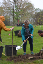 Mayor Kerry Thomson, center, uses a shovel to put soil around the roots of a 15' tulip tree, the ceremonial Arbor Day tree for 2025, in Olcott Park.